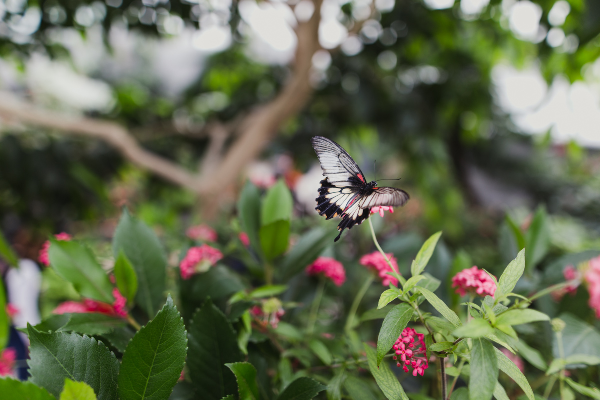 Butterflies Go Free at the Montreal Botanical Gardens
